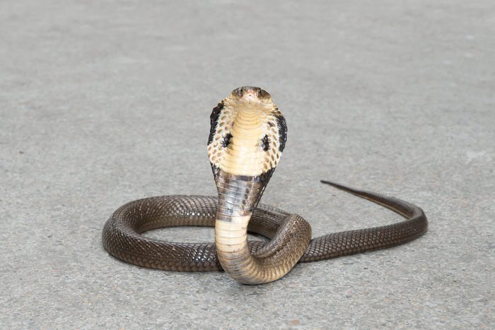 Cobra on the floor