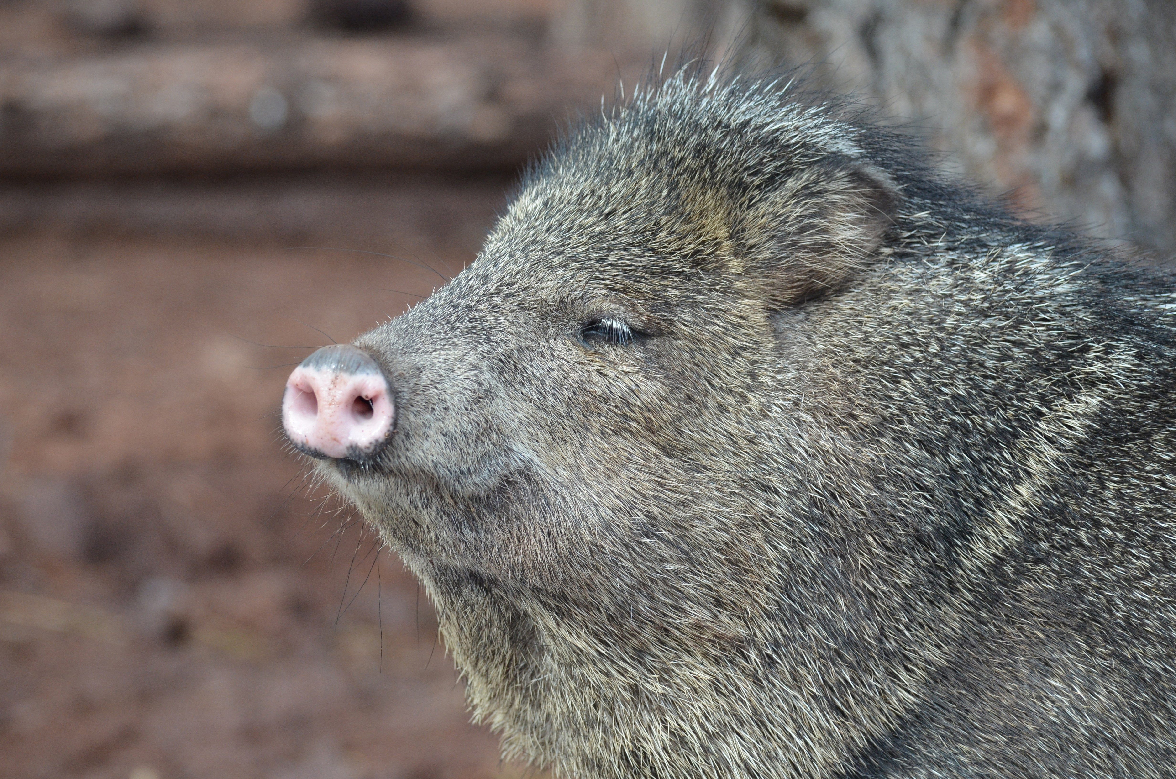 A gray, bristly javelina stands still, side profile, in a natural forest environment with blurred brown background.