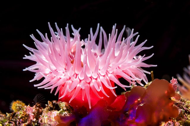 Pink sea anemone extends tentacles, surrounded by vibrant coral and dark water background.