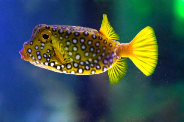 Fish with yellow body and blue spots swims in an aquarium against a blue and green blurred background.