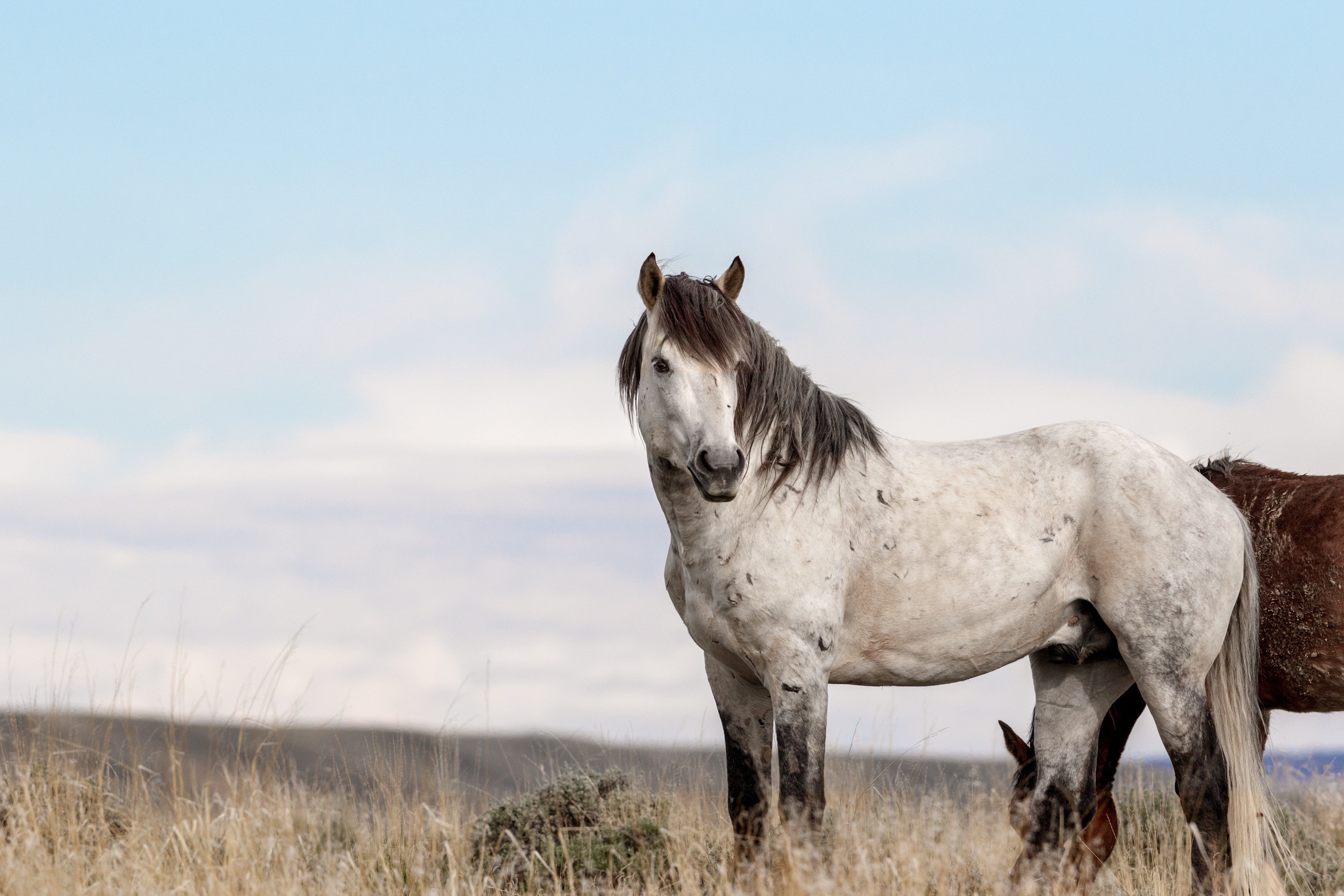 A gray horse standing still in a grassy field under a clear blue sky with a second horse partially visible.