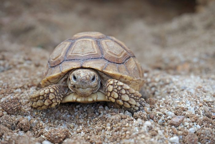 Close up African spurred tortoise resting in the garden, Slow life ,Africa spurred tortoise sunbathe on ground with his protective shell ,Beautiful Tortoise,Geochelone sulcata