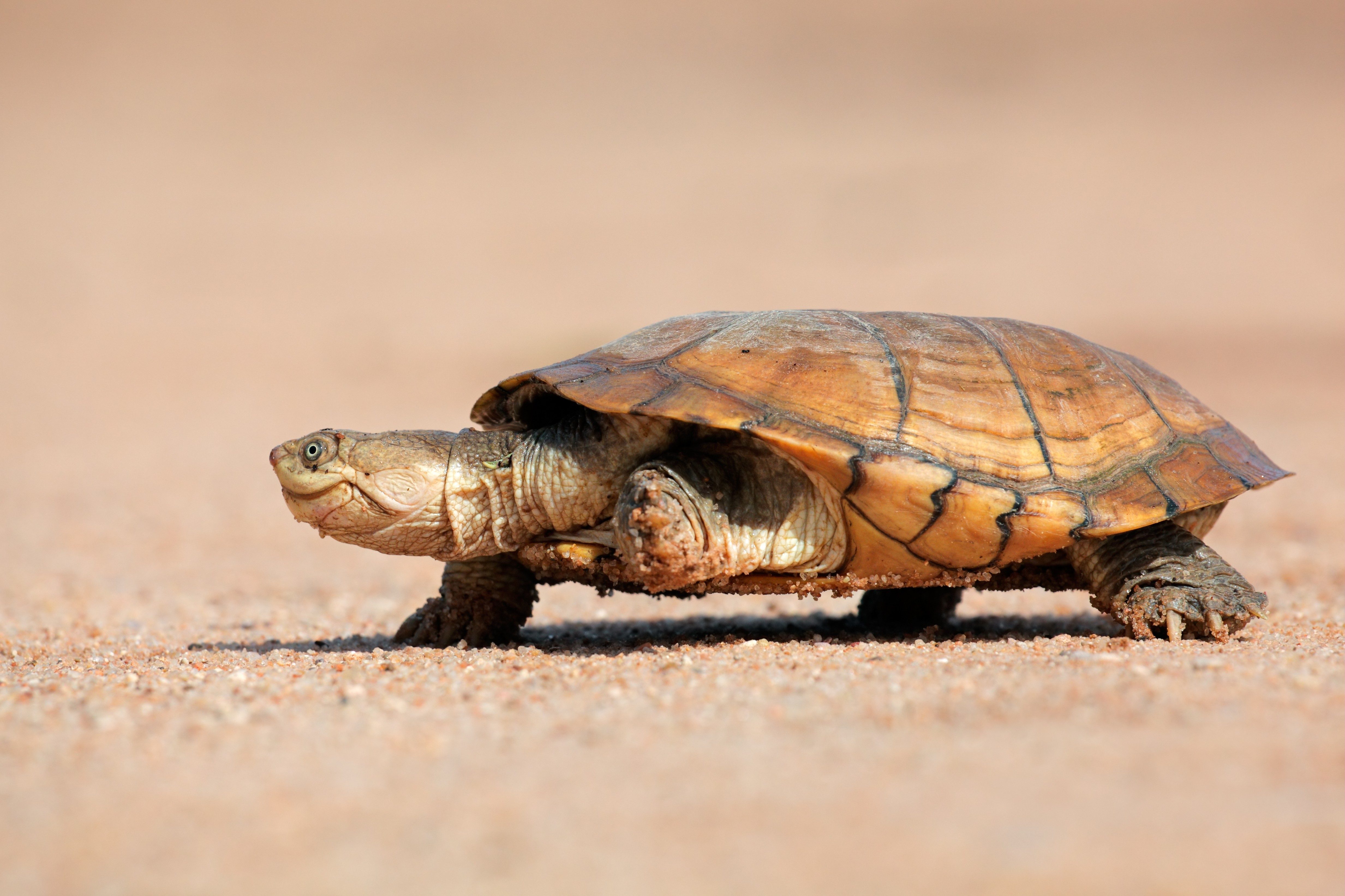 A turtle slowly walks on sandy terrain, its textured brown shell blending with the earthy background.