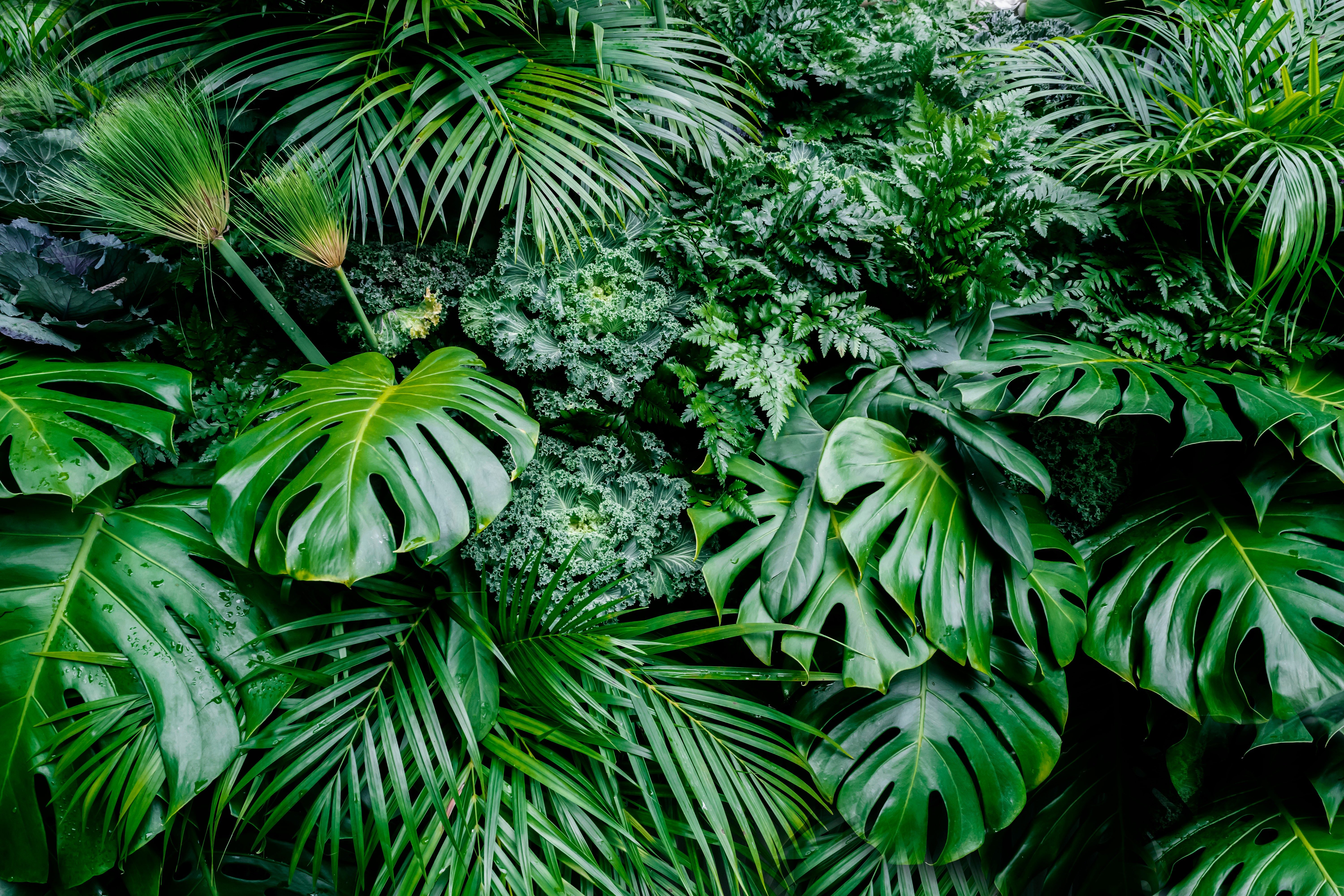 Tropical leaves create a dense, vibrant canopy, showcasing a variety of green shades and textures in a lush, jungle-like setting.