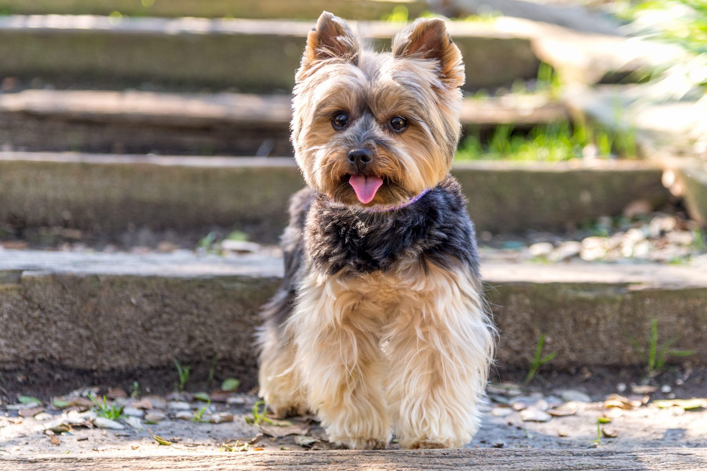 Dog sitting with tongue out, facing forward on wooden steps surrounded by greenery.