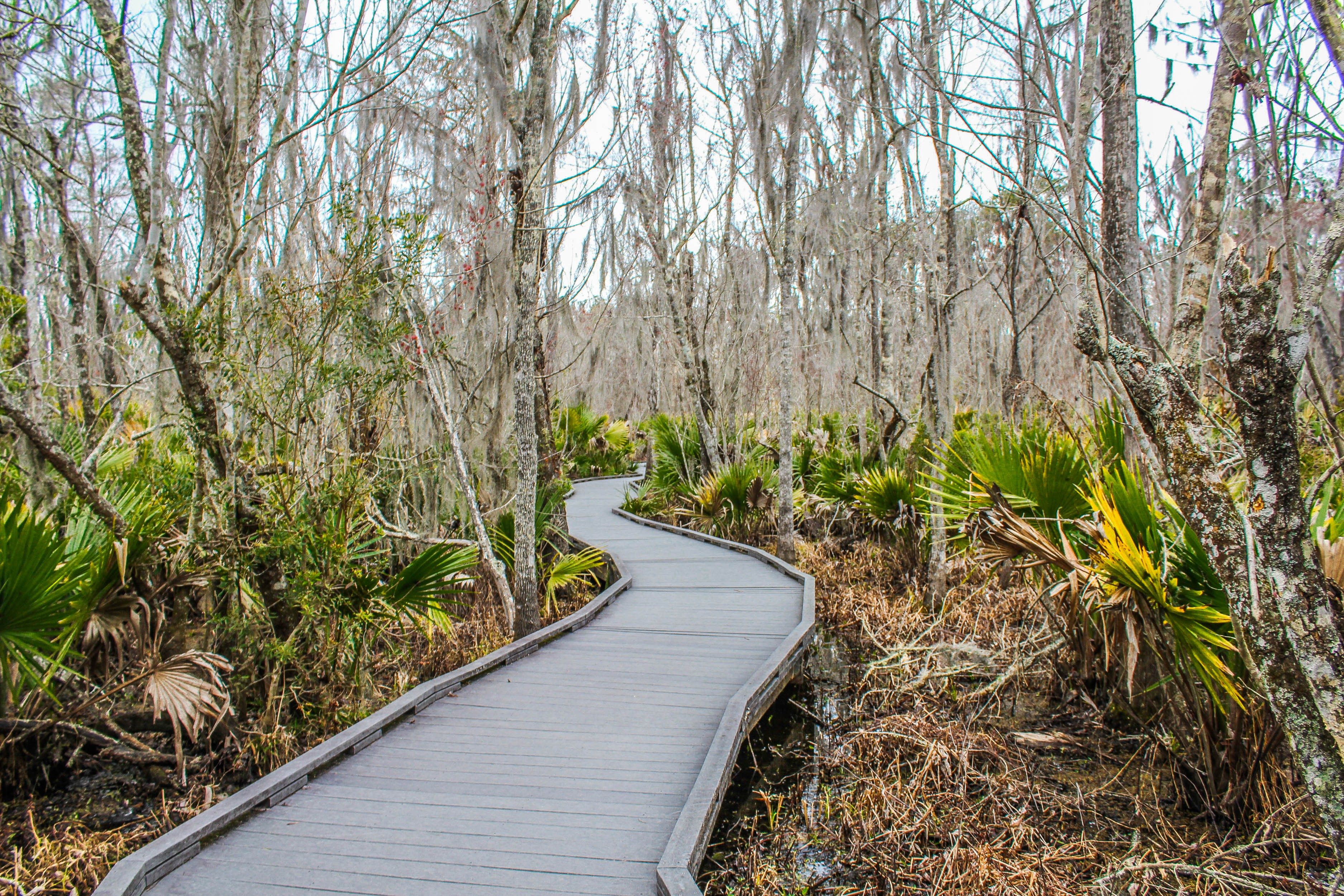 Wooden boardwalk winds through a dense swampy forest, surrounded by leafless trees and lush green undergrowth.