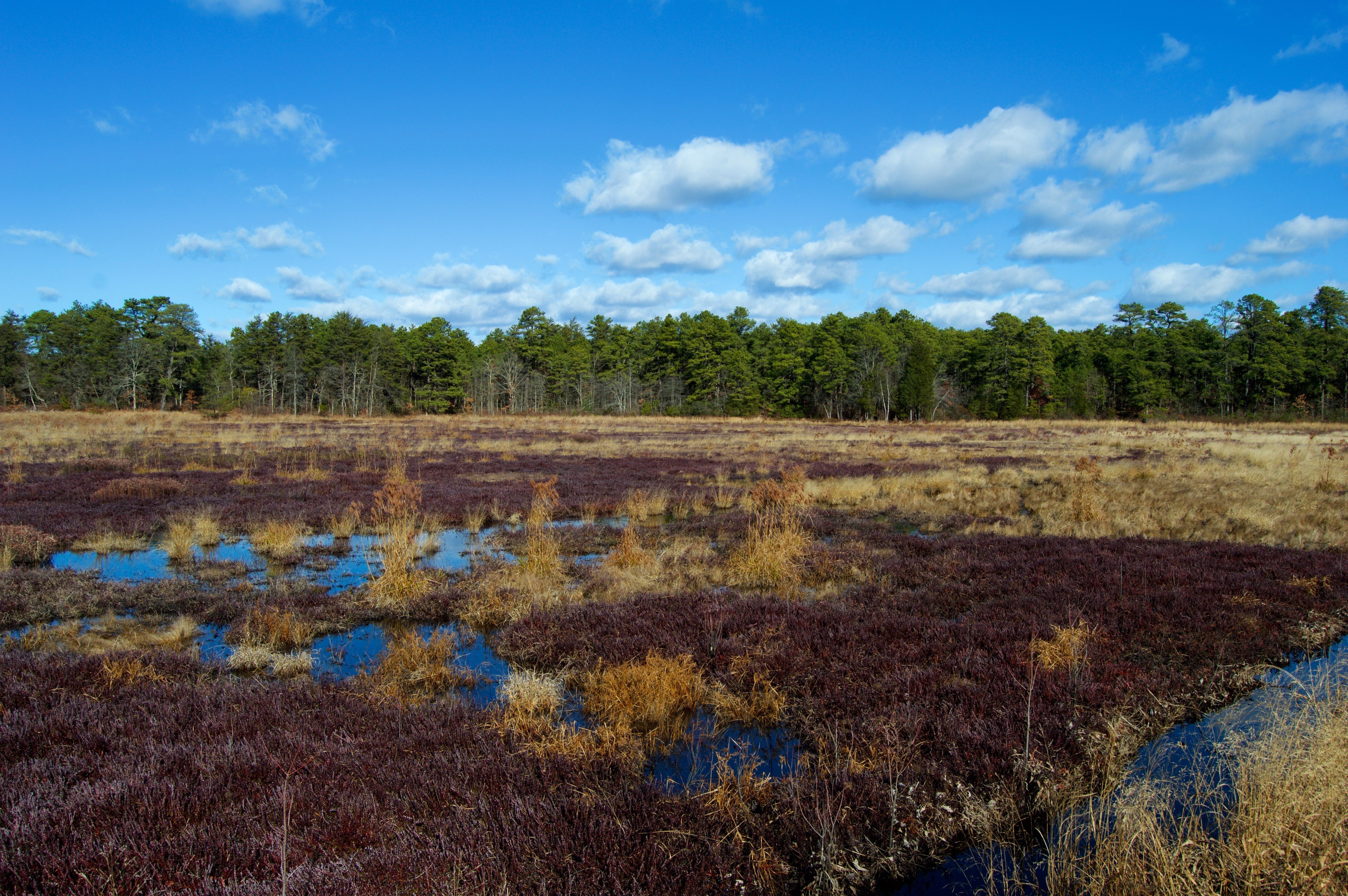 Wetland vegetation grows around blue water pools, with a backdrop of dense green forest and a bright blue sky scattered with fluffy clouds.