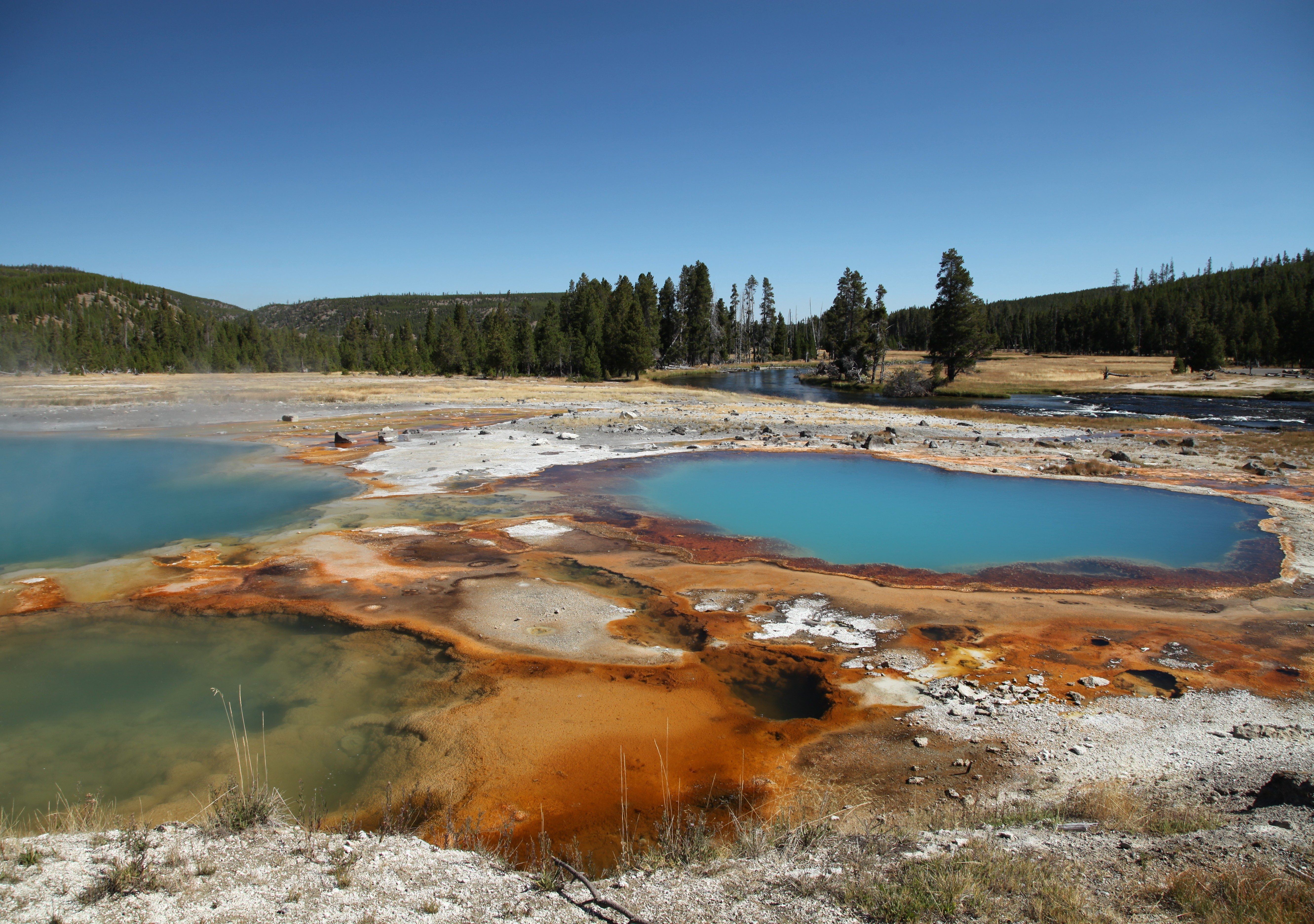 Blue geothermal pool steaming amidst colorful mineral deposits, surrounded by grassy landscape and dense evergreen forest under a clear blue sky.