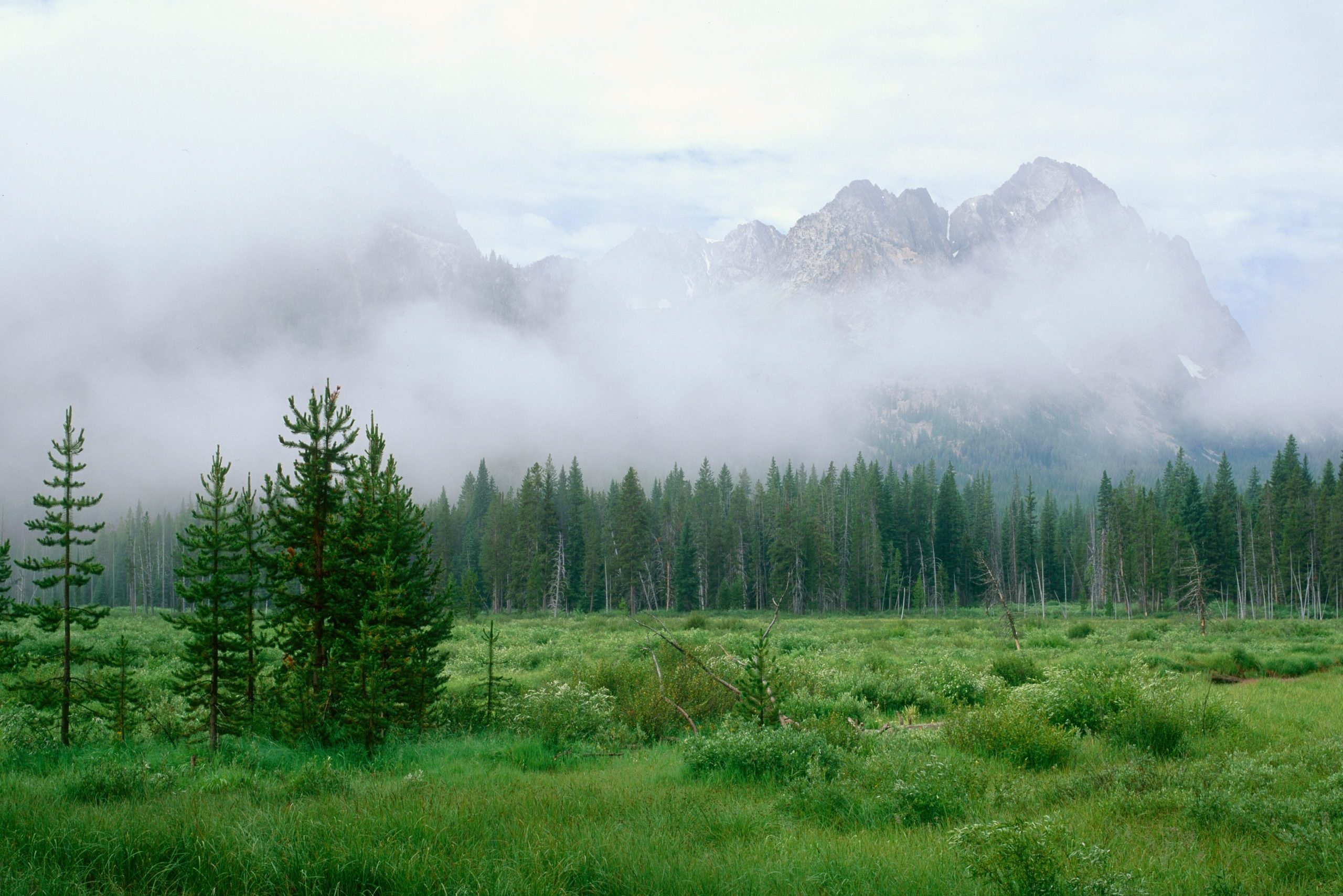 Tall evergreen trees stand amidst lush green meadow, enveloped in mist, with mountains partially obscured in the background under an overcast sky.