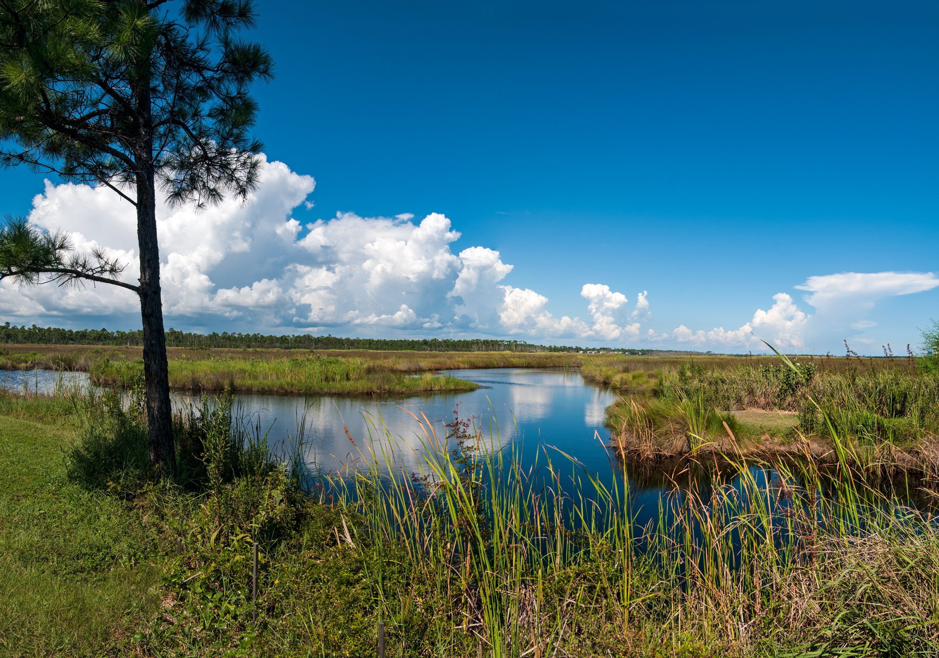 Tree stands beside a reflective river, surrounded by grassy marshland under a vibrant blue sky with scattered white clouds.