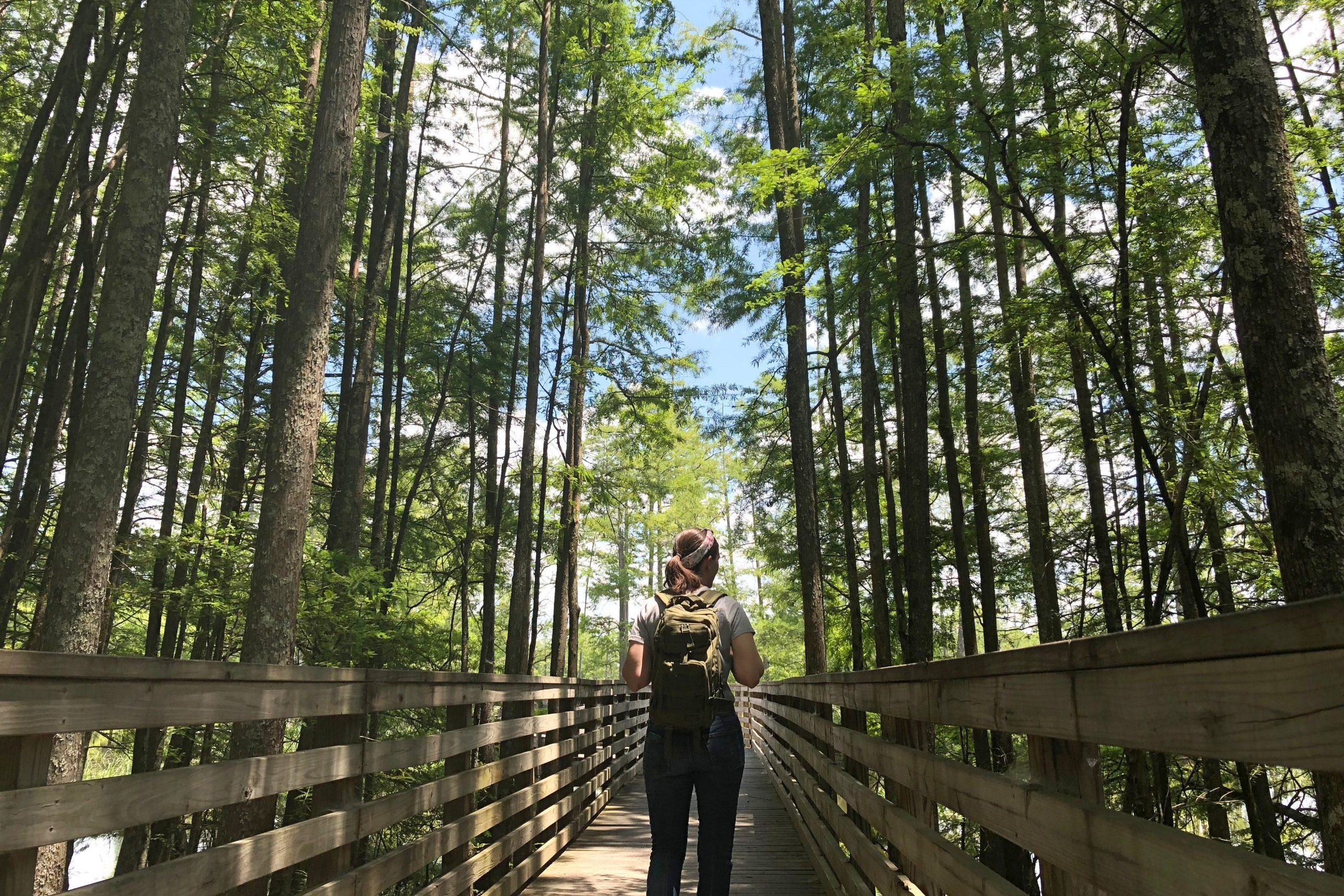 Person walks on wooden path surrounded by tall trees under a blue sky with scattered clouds.