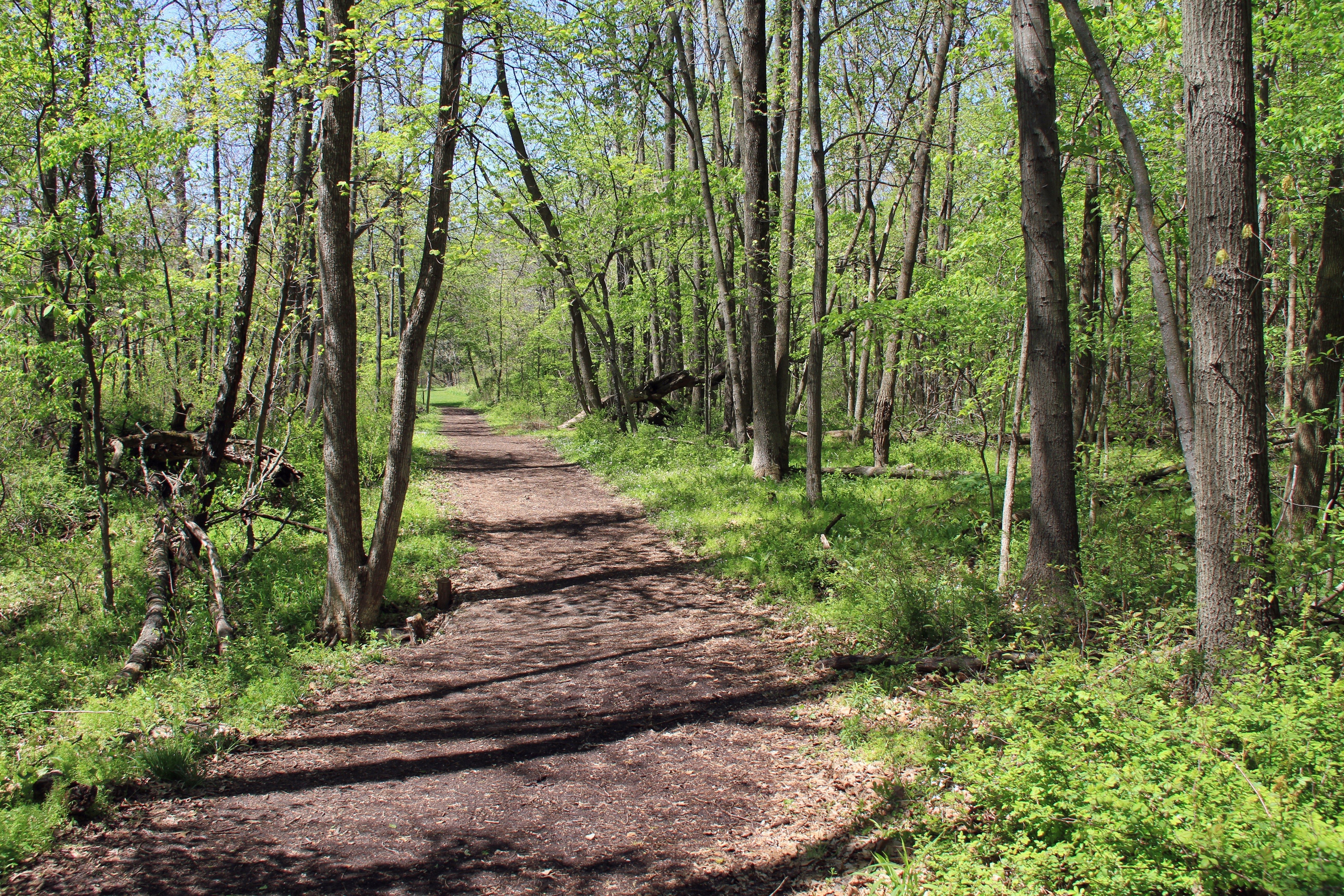 A dirt path winds through a sunlit forest with lush green foliage and tall, slender trees on either side.
