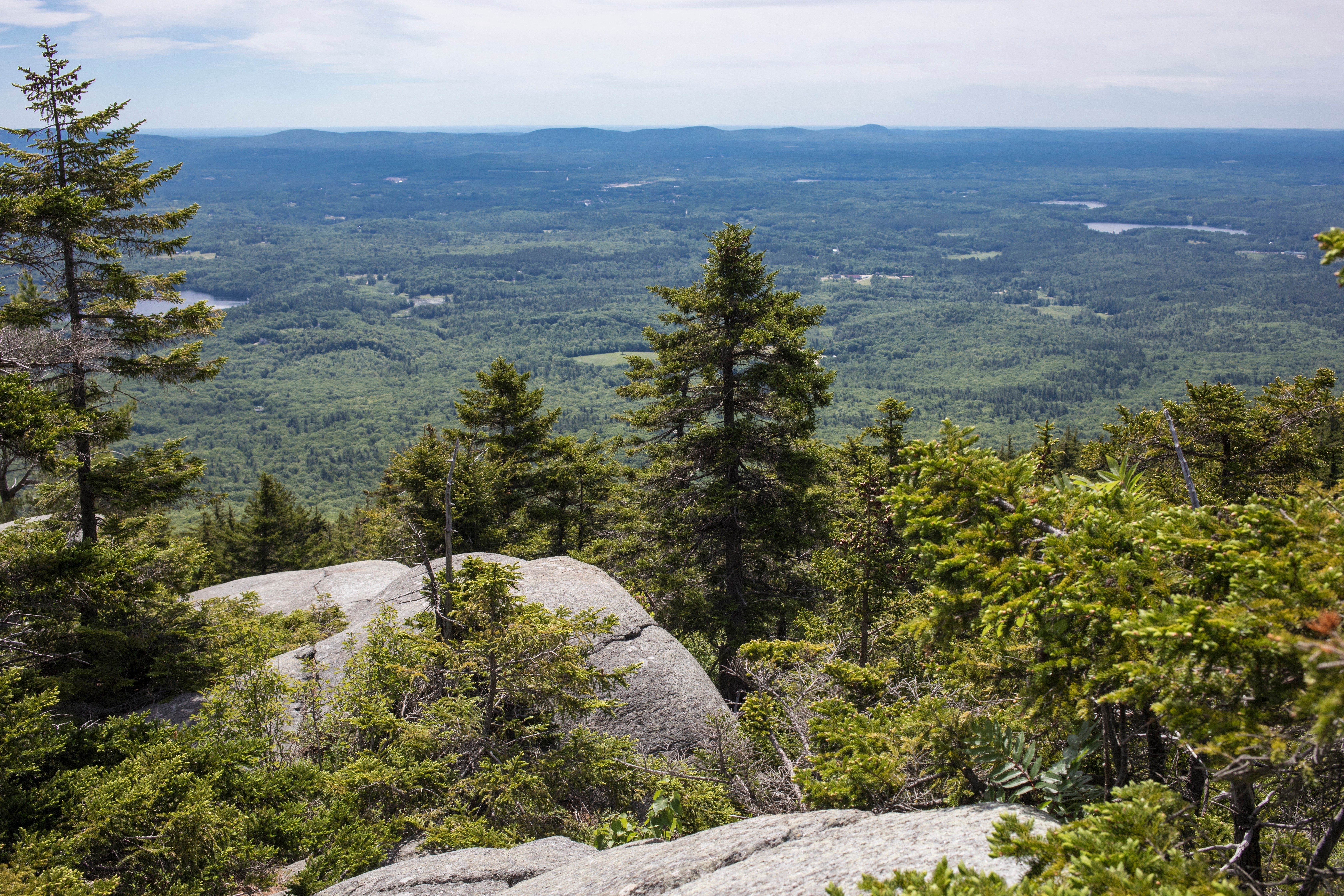 Evergreen trees stand atop rocky terrain, overlooking a vast forested landscape with distant hills under a clear sky.