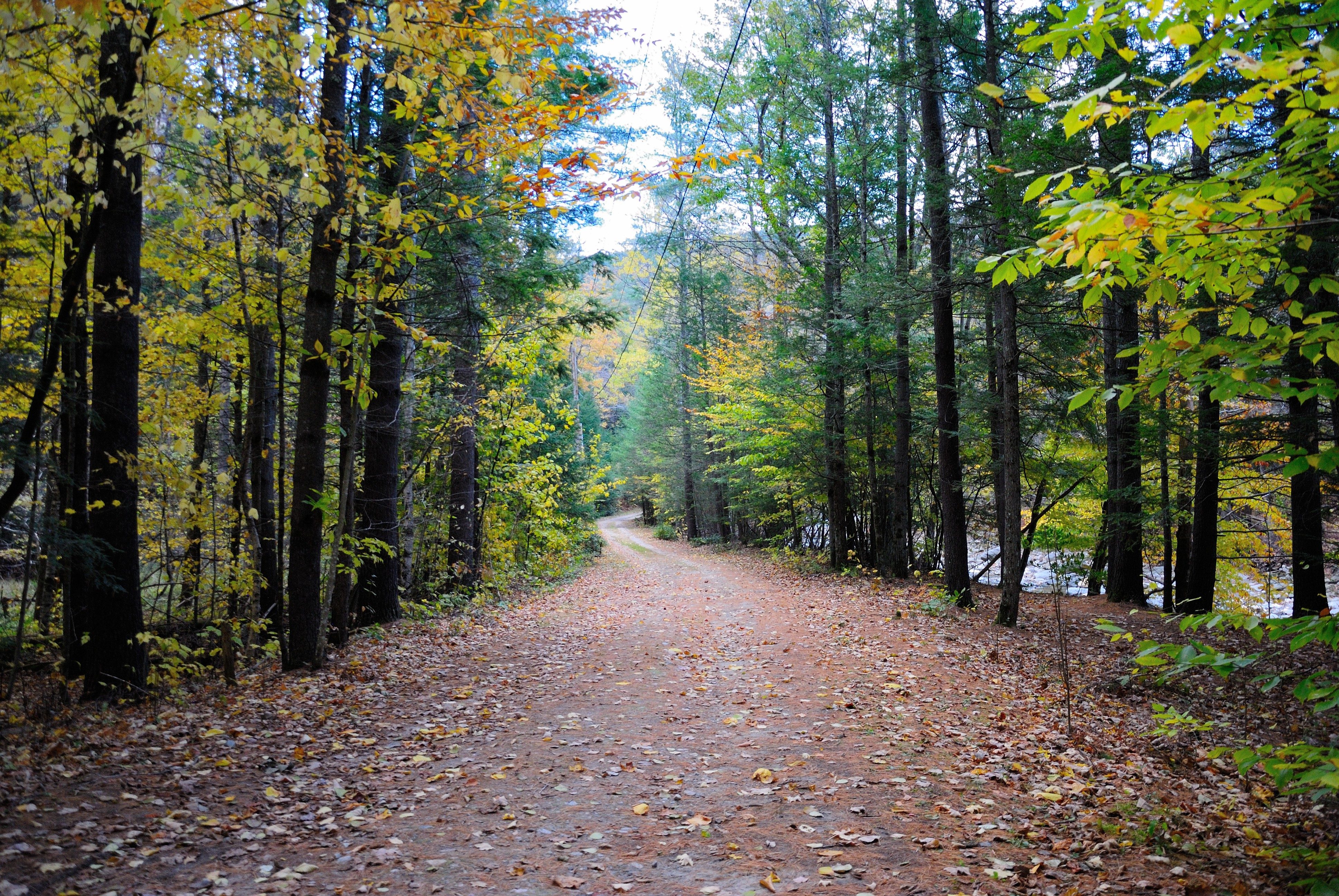 Path stretches through wooded area, bordered by trees with yellow-green leaves, leading into forested distance under an overcast sky.