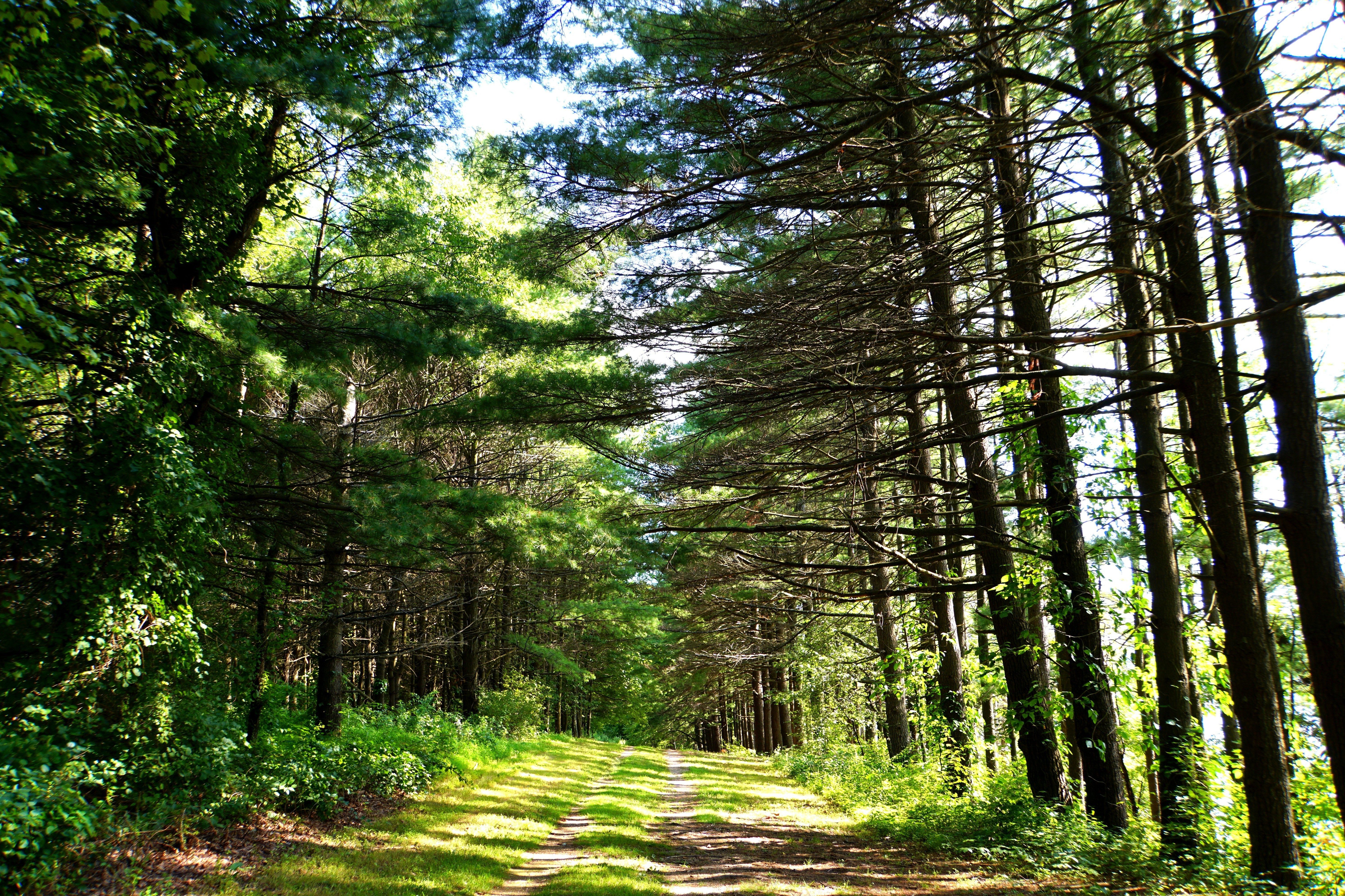 Dirt path stretches through a dense forest, sunlight filtering through tall, lush trees on either side, creating dappled shadows on the ground.