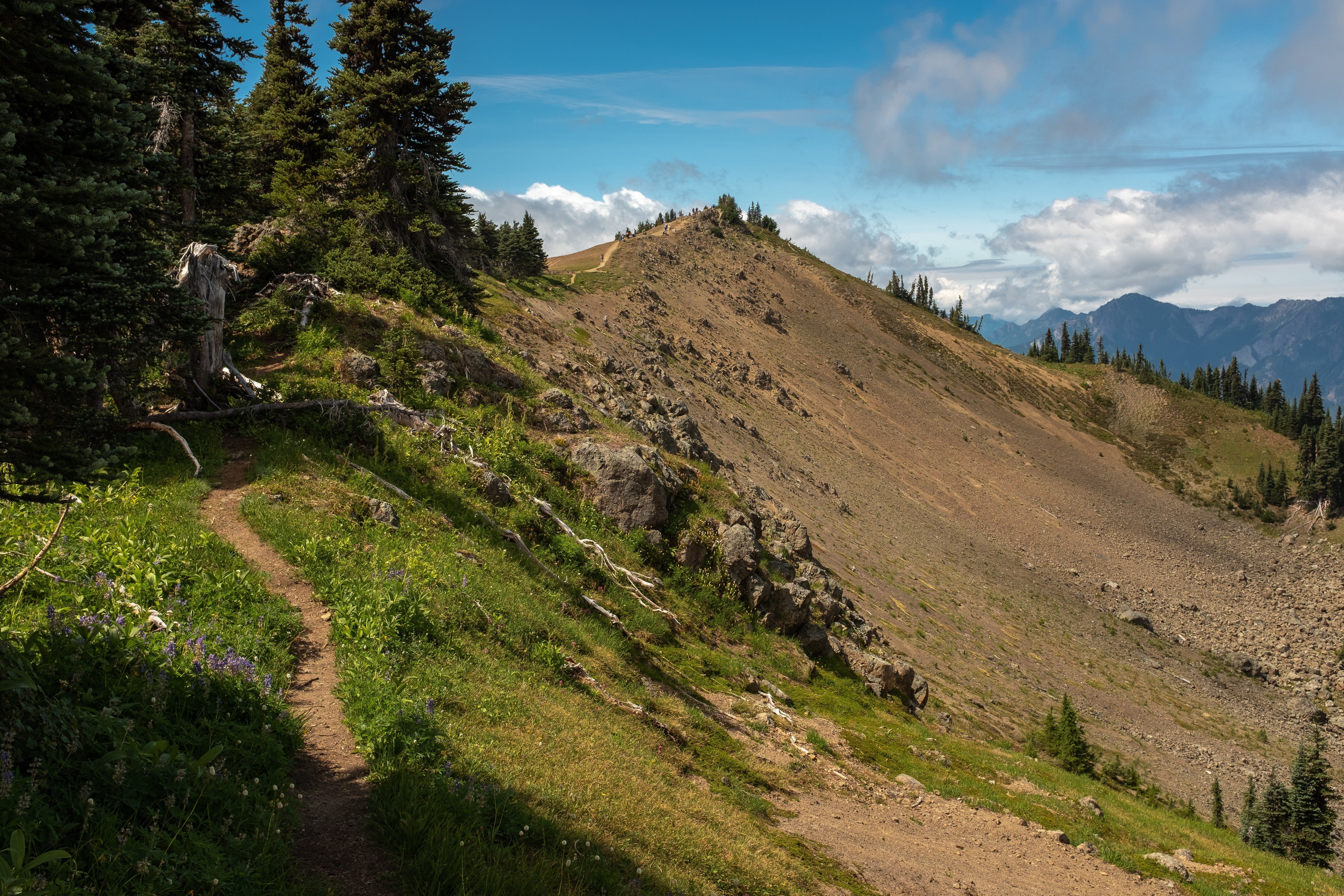 Walking along a narrow stretch of the Hurricane Hill Trail, Olympic National Park, Washington, USA