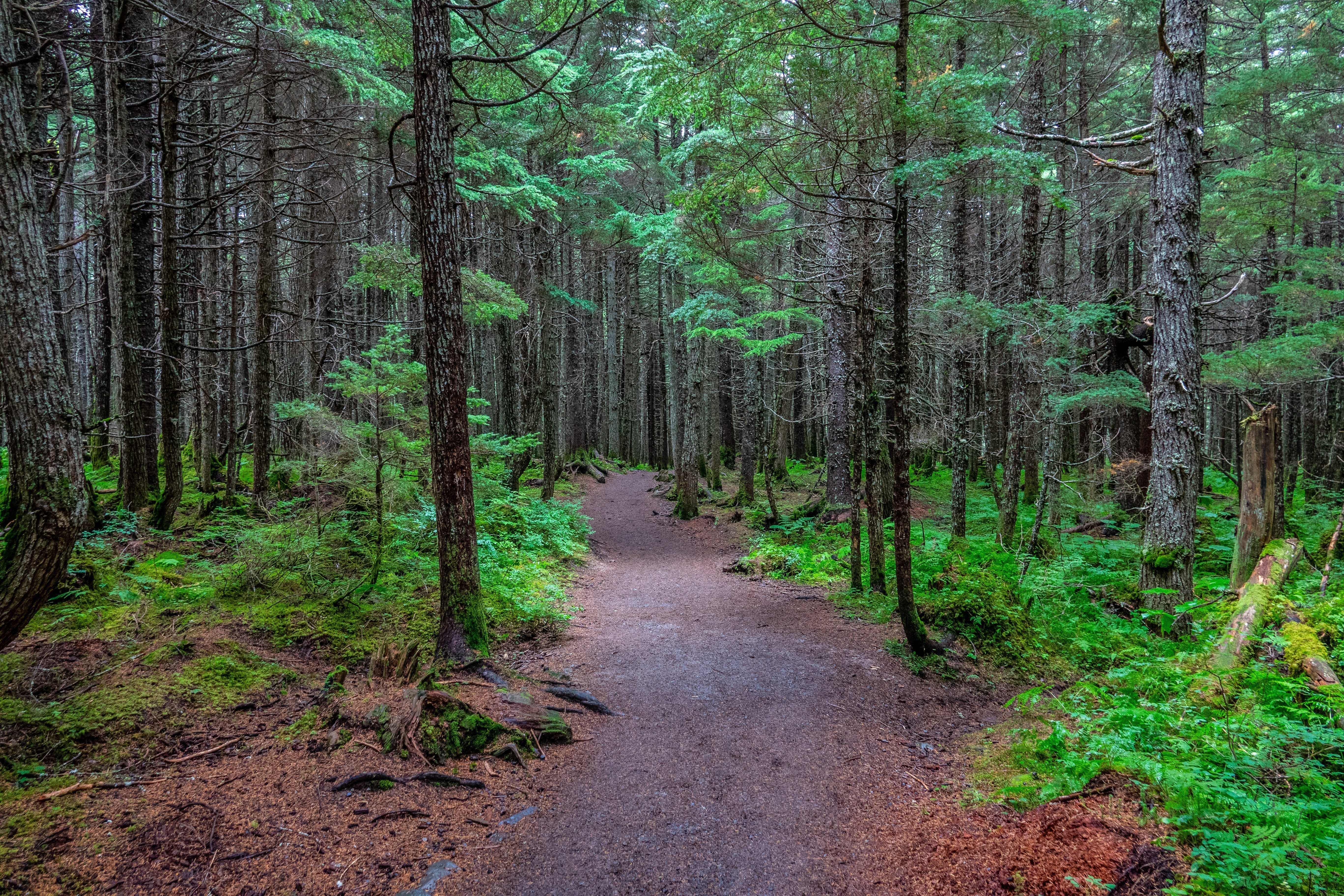 Pathway winds through dense forest; trees surround, lush green foliage covers the ground, creating an inviting, serene natural setting.