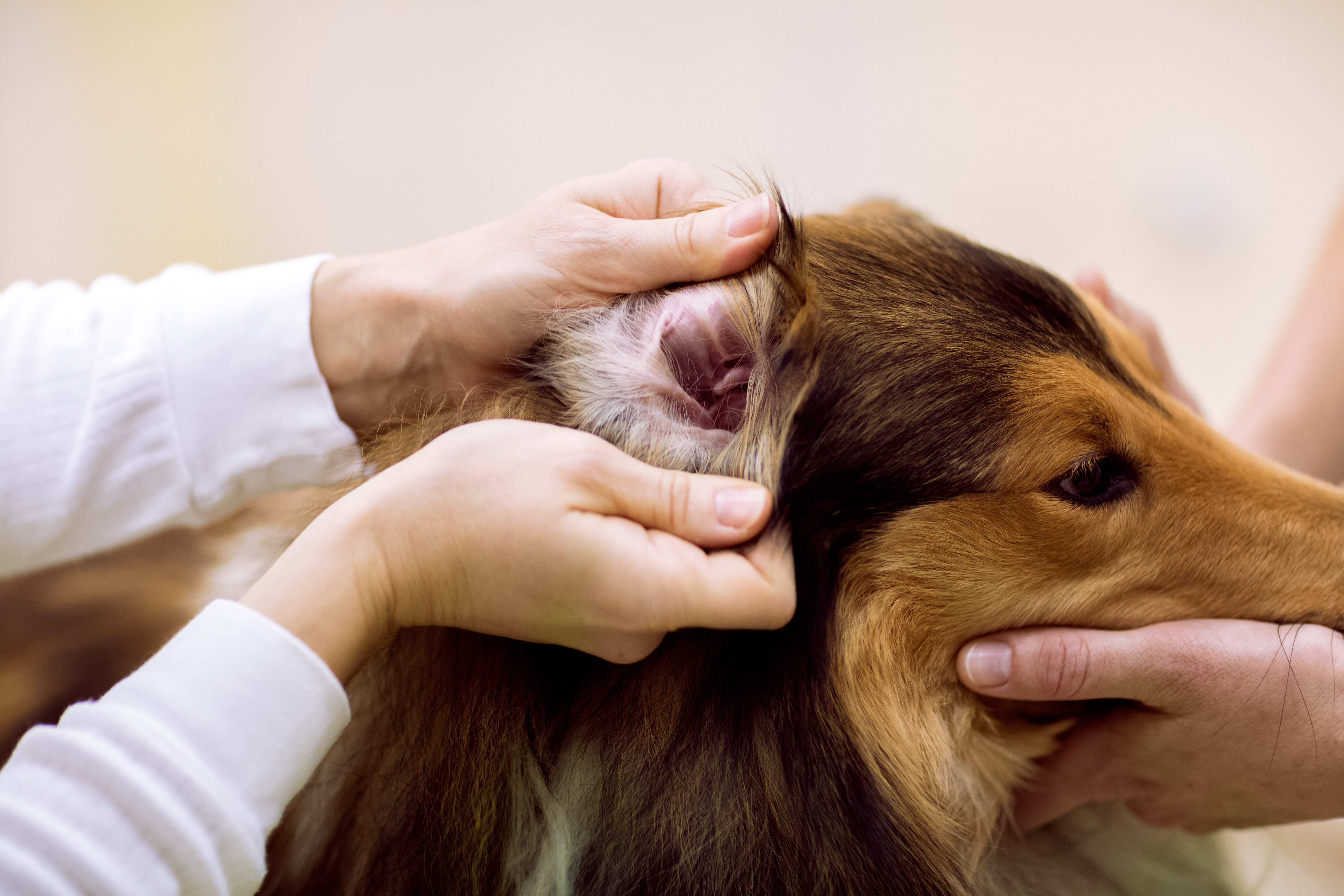 Hands examine dog's ear, checking for issues. Dog is calm, indoors.