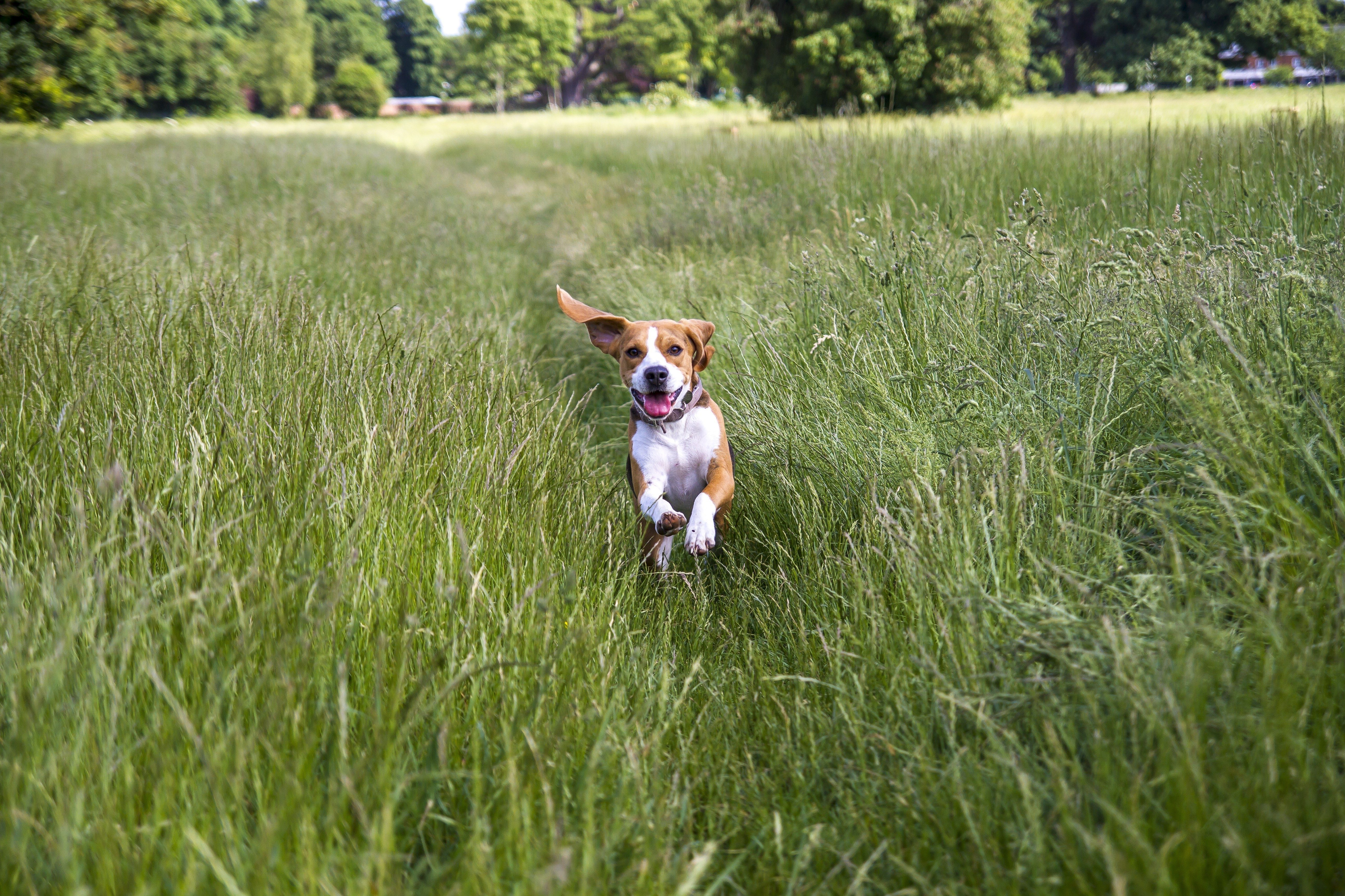Dog running energetically through tall grass in a lush field with trees in the background.