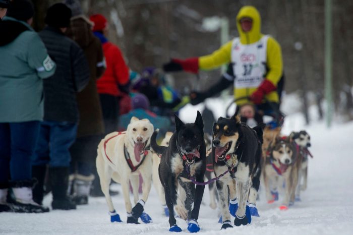 Iditarod, Anchorage, USA - 03 Mar 2018
