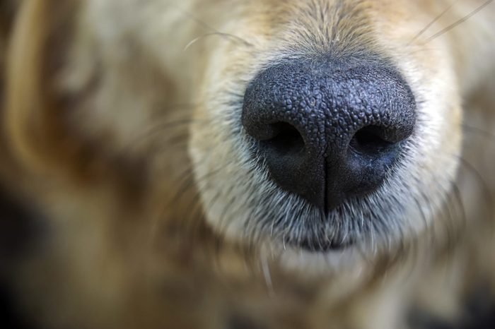 Dog. Nose. Close-up.