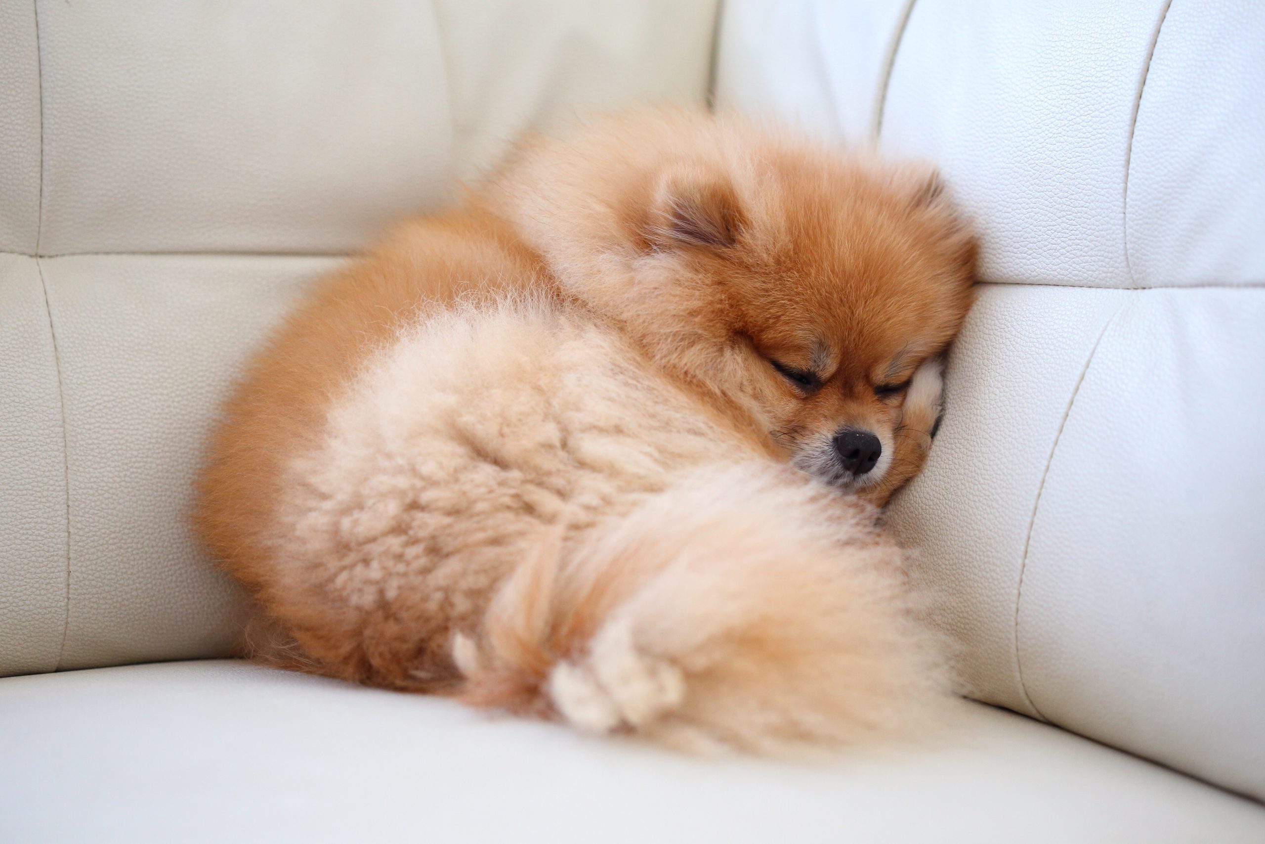 pomeranian dog cute pets sleeping on white leather sofa furniture