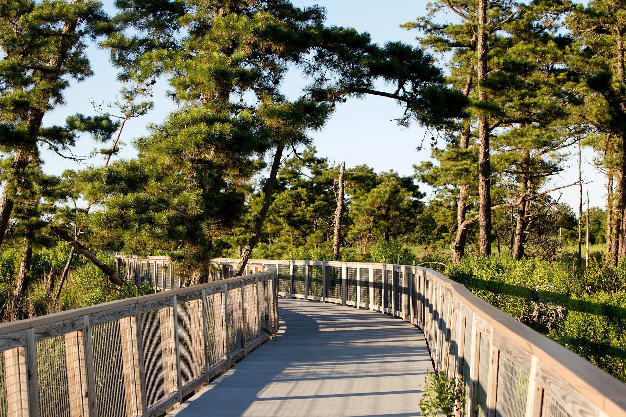 A wooden boardwalk curves through a lush, green forest with tall pine trees under a clear blue sky.