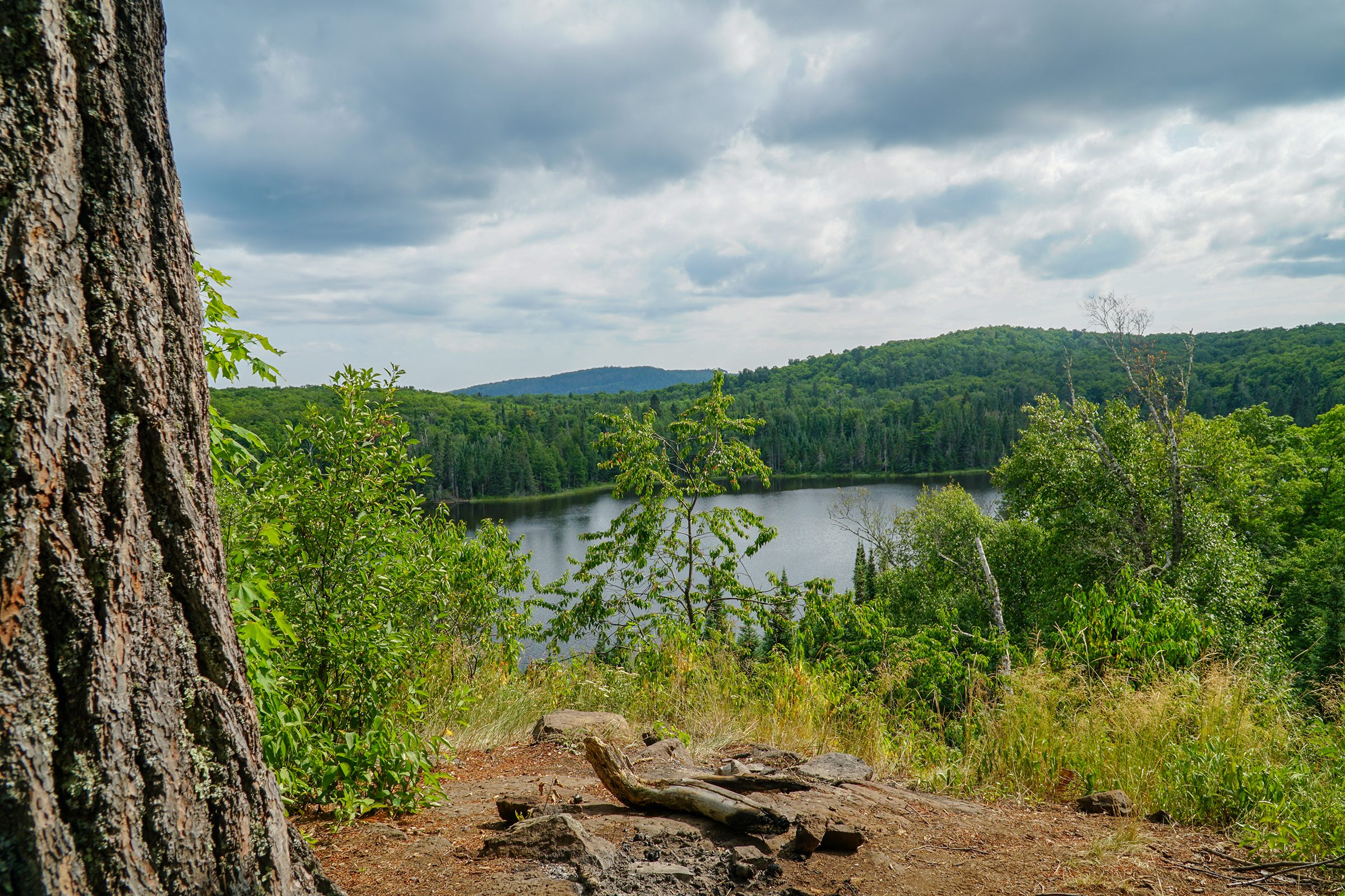A large tree stands by a rocky ledge overlooking a serene lake, surrounded by dense forest under a cloudy sky.