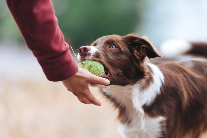 sharing toy with dog