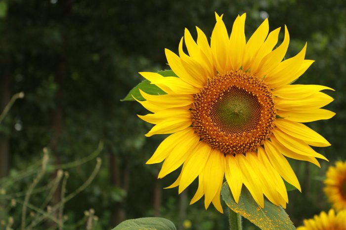 Within the fieldbeautiful sunflower.