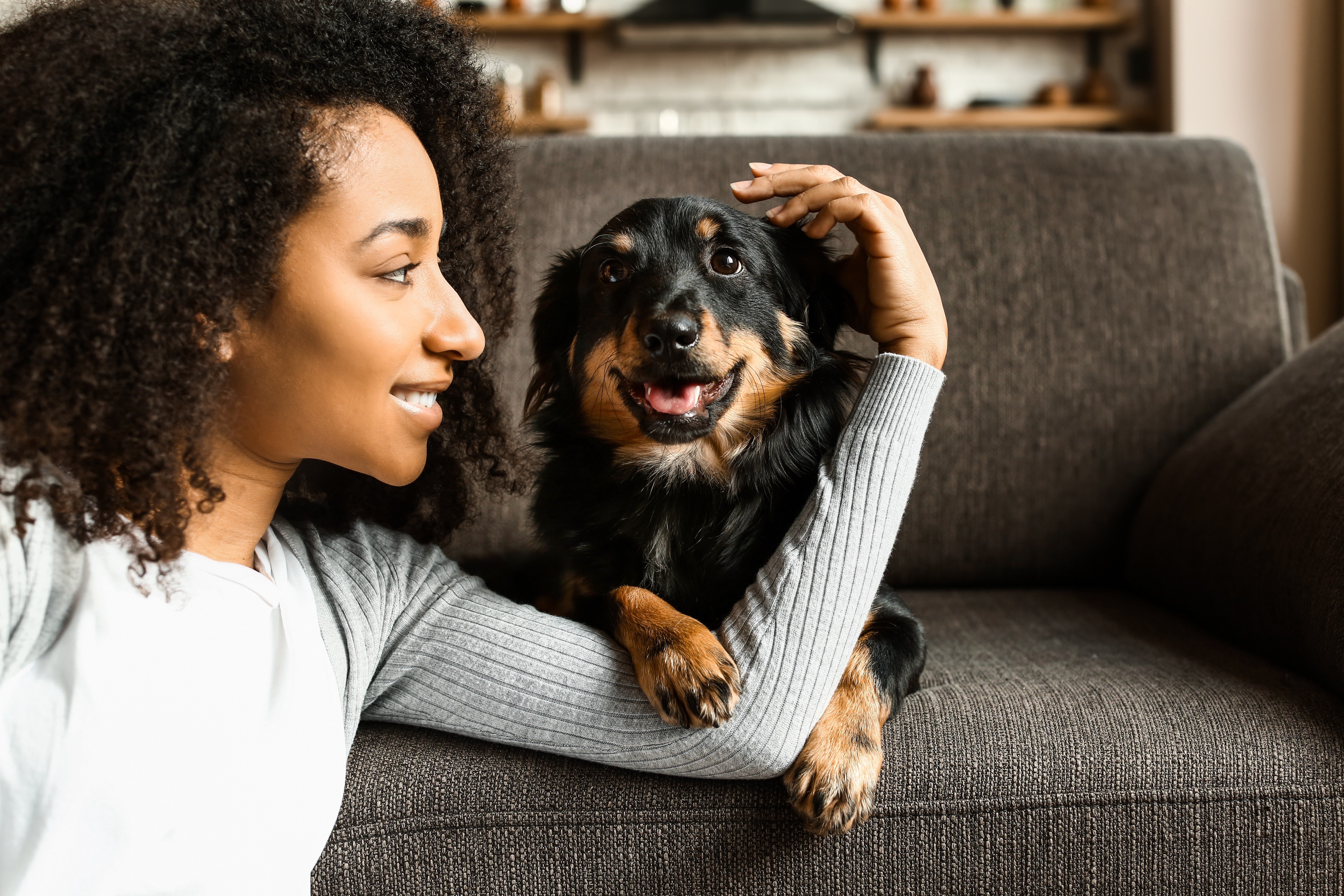Dog sits contentedly on a couch, receiving a gentle pat from a smiling person in a comfortable living room setting.