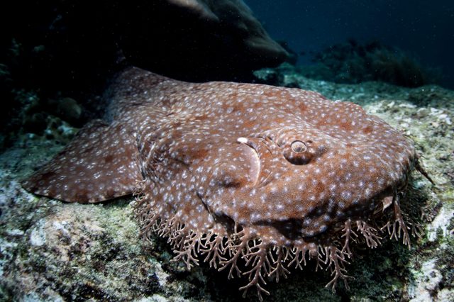 Wobbegong shark rests on a rocky seabed, blending with its mottled, camouflage-patterned skin.