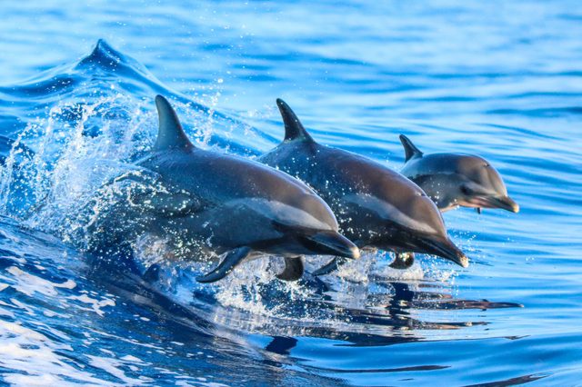 Three dolphins leap through the ocean, creating splashes against the bright blue water.