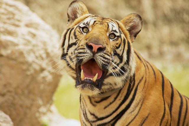 Tiger with mouth open, gazing forward, amidst a natural, rocky background.