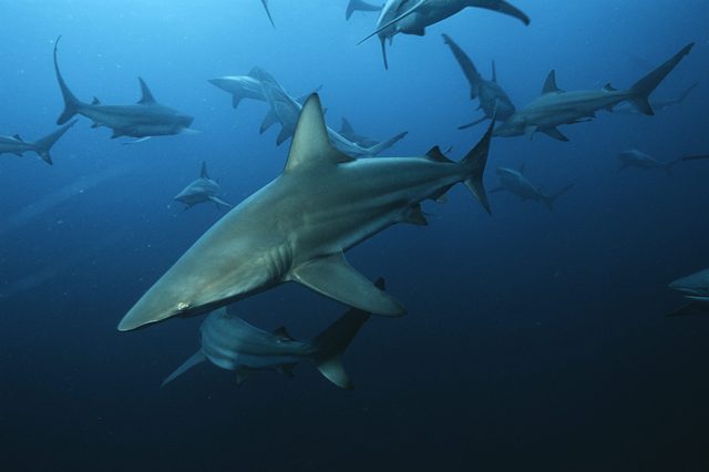 A group of sharks swims in the deep blue ocean, surrounded by darker water and minimal light penetration.