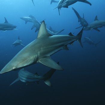 A group of sharks swims in the deep blue ocean, surrounded by darker water and minimal light penetration.