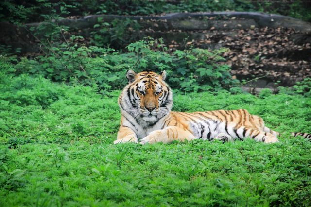 Tiger resting on lush green grass, surrounded by dense foliage in a natural setting.