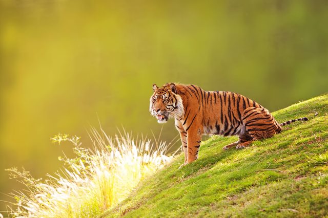 Tiger crouches on grassy hill, surrounded by vibrant green and yellow foliage, gazing intently.