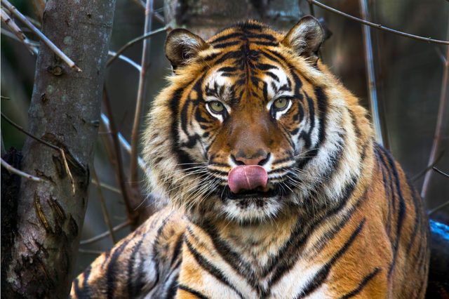 A tiger licks its nose, surrounded by dense forest branches and trees.