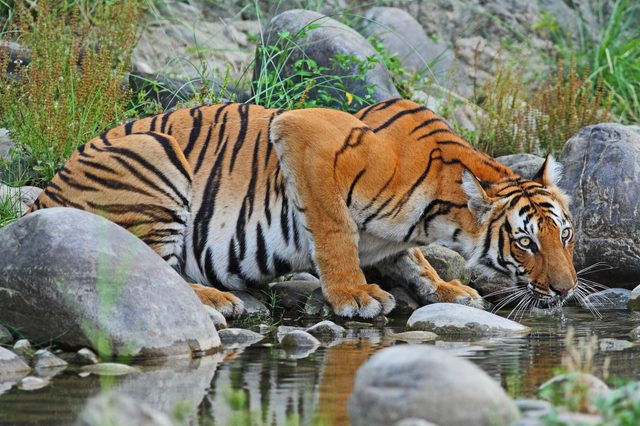 Tiger drinking from creek, surrounded by rocks and greenery, with focused expression and vibrant orange-black stripes.