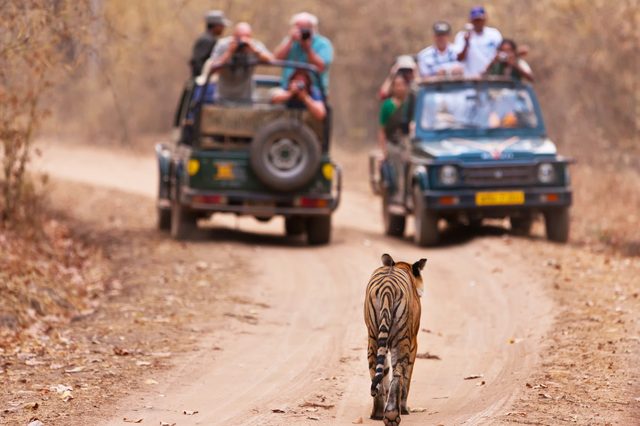 Tiger walks down a dusty road while tourists in two vehicles watch and photograph in a dry forest setting.
