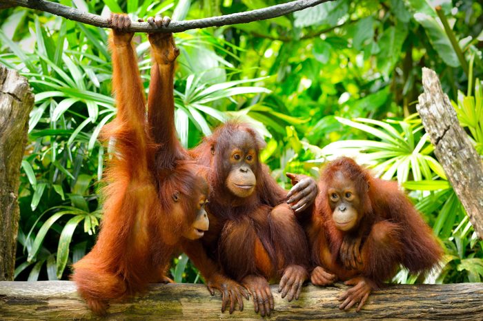 Close up of orangutans, selective focus.