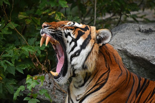 Tiger yawning, revealing sharp teeth, surrounded by lush green foliage and large rocks.