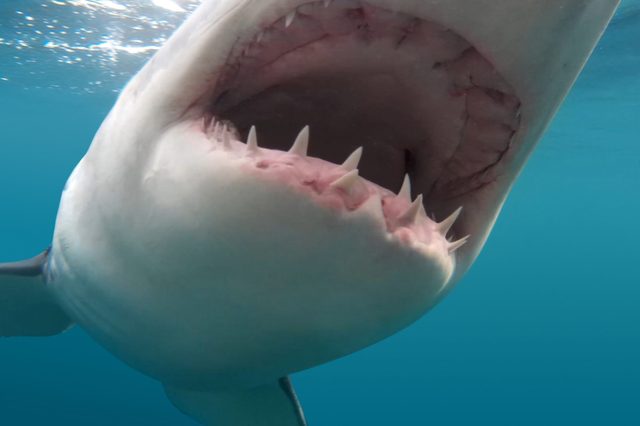 Shark opens mouth wide, displaying teeth, underwater in clear blue ocean.