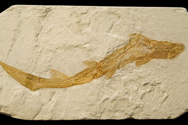 Fossil shark preserved in a beige stone slab, showing detailed skeletal features; surrounding texture is rough and eroded.