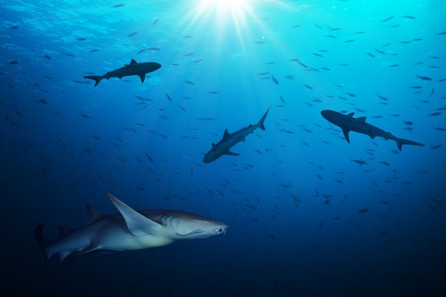 Sharks swim gracefully through an underwater scene filled with smaller fish, illuminated by sunlight filtering through the water.