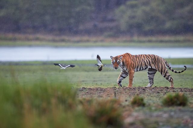 Tiger walking across green grassland while birds fly nearby, with a blurred forest and water body in the background.