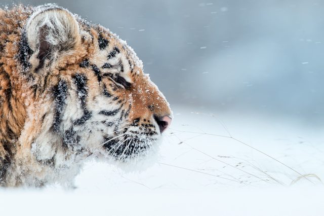 Tiger covered in snow stands in snowy landscape, eyes closed, surrounded by gentle falling snowflakes.
