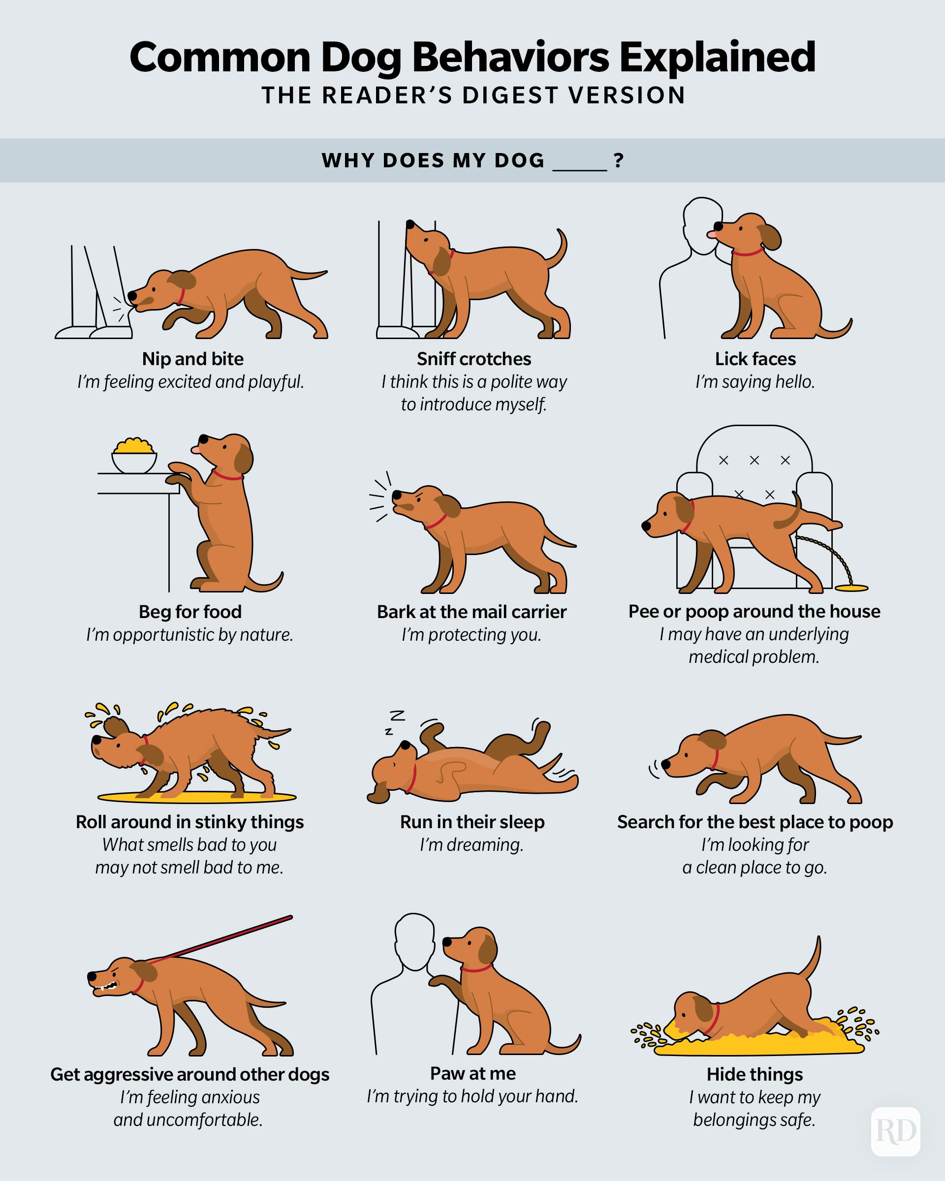 Infographic showing illustrated dog behaviors and what they mean