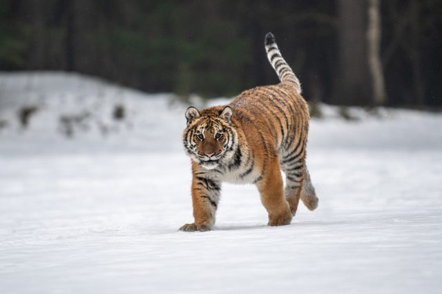 Tiger walking across snowy field, with a dark forest in the background.
